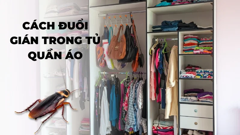 Cách đuổi gián trong tủ quần áo