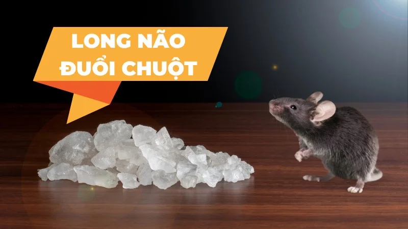 5 cách sử dụng long não đuổi chuột hiệu quả nhất