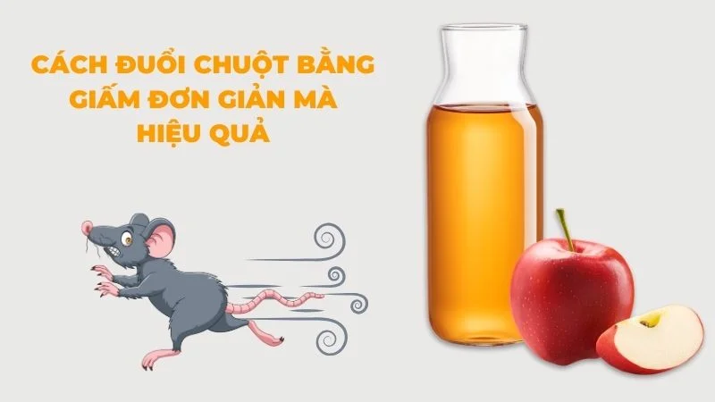 Cách đuổi chuột bằng giấm