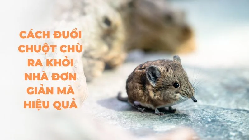 Cách đuổi chuột chù