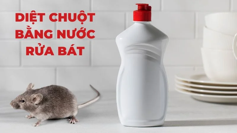 Diệt chuột bằng nước rửa bát