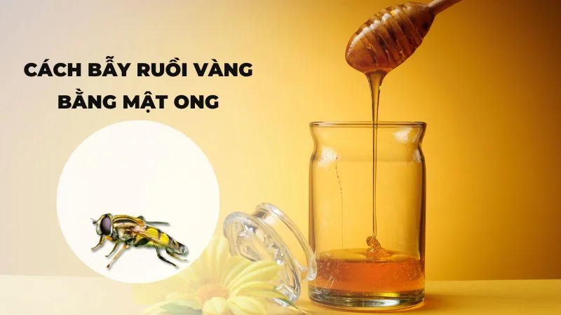 Cách bẫy ruồi vàng bằng mật ong hiệu quả, không lo tốn kém