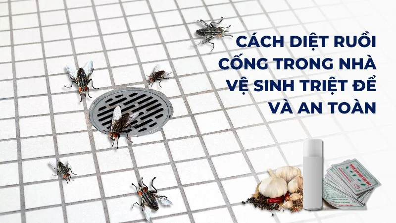 Cách diệt ruồi cống trong nhà vệ sinh triệt để và an toàn