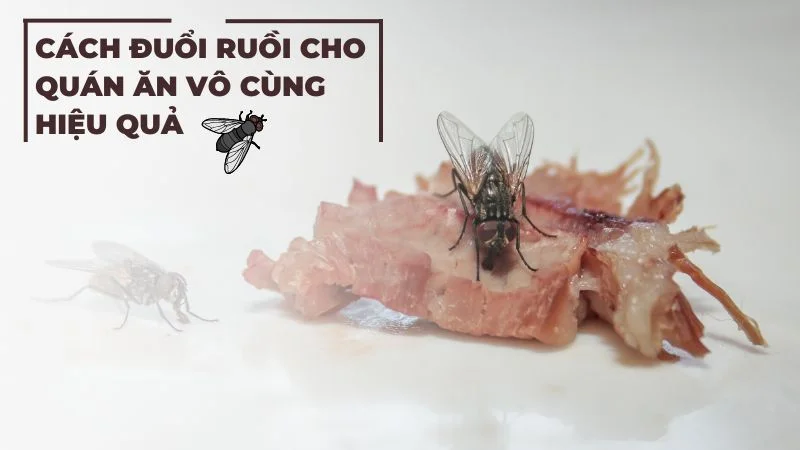 Cách đuổi ruồi cho quán ăn vô cùng hiệu quả