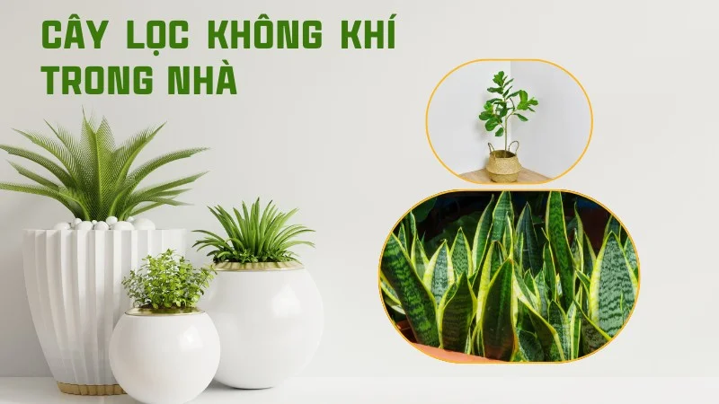 24 loại cây lọc không khí trong nhà và ngoài trời