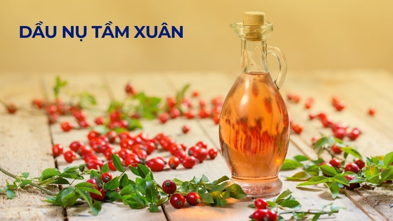 Dầu nụ tầm xuân